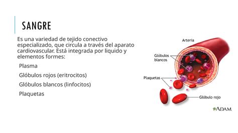 Histolog A Sangre Hematopoyesis Y Tejido Hematopoyetico Ppt