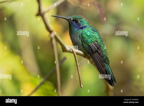 Lesser Violetear Colibri Cyanotus Beautiful Violet And Green