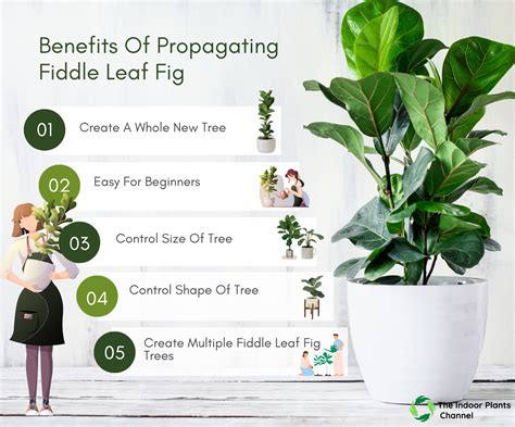 Propagate Fiddle Leaf Fig An Expert’s Guide