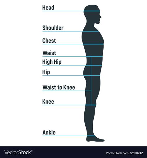 Male Size Chart Anatomy Human Character People Vector Image