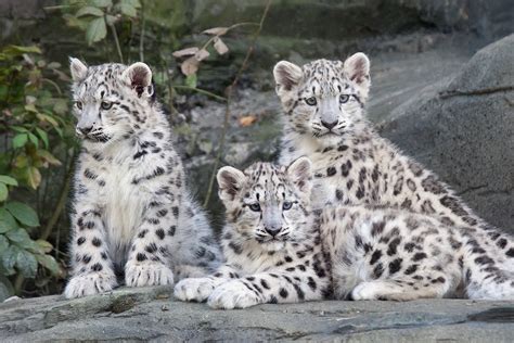 Snow Leopard Cubs - ZooChat