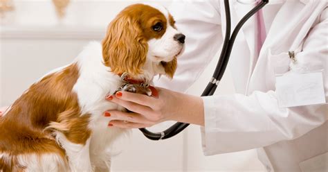 12 Tips Para Una Consulta Veterinaria Exitosa