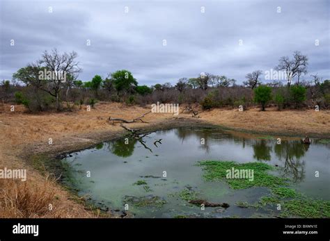 A water hole. Kruger National Park, South Africa Stock Photo - Alamy