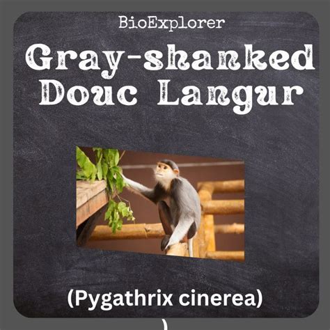 Gray-Shanked Douc Langur Characteristics | Pygathrix Cinerea Facts ...