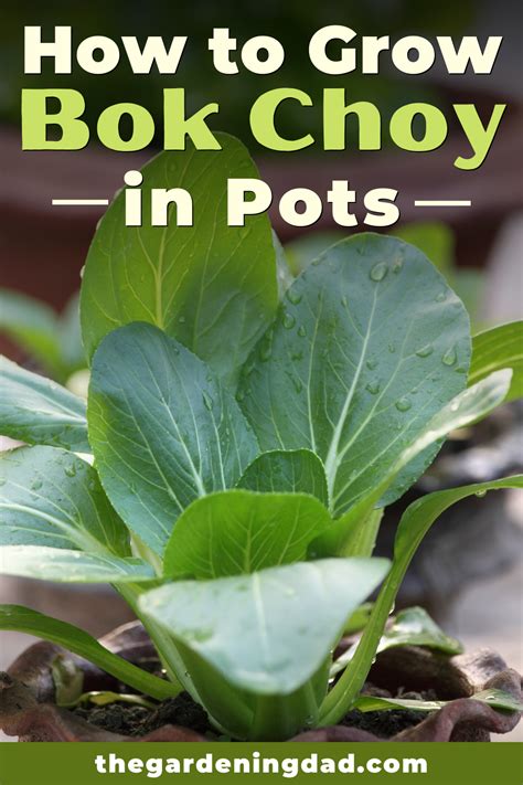 6 Quick Tips How To Grow Bok Choy The Gardening Dad Growing Bok Choy Vegetable Garden Tips