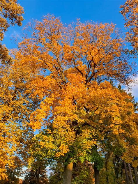 Autumn Tree In A Park Free Stock Photo - Public Domain Pictures