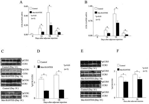 Significant Decreases In Joint Levels Of Ccr1 And Ccr5 Messenger Rna