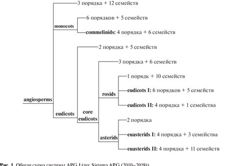 The General Scheme Of Apg I System After Sistema Apg 2010 2019