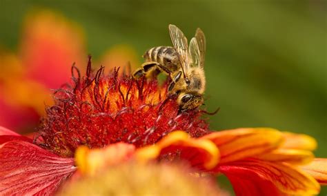 What Is The Impact Of Pesticides On Honey Bees