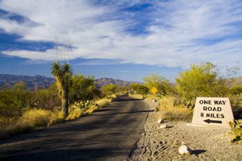 Cactus Forest Drive Pictures Saguaro National Park Eastern District