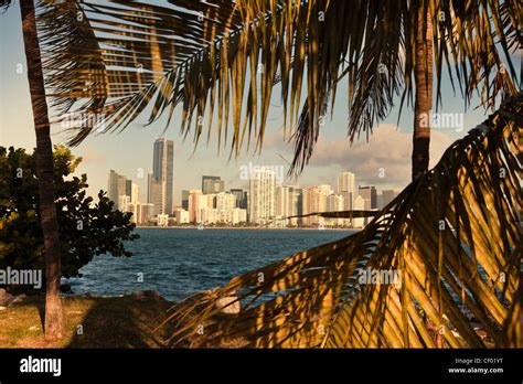 Miami skyline avec palmier Banque de photographies et dimages à haute