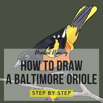 Directed Drawing Step By Step How To Draw A Baltimore Oriole TPT