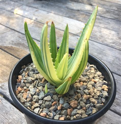 Baby Variegated Soap Aloe R Agaveandaloe