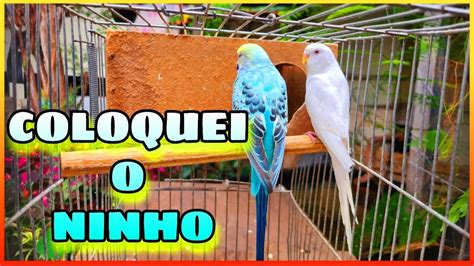 COLOCANDO O NINHO PARA O MEU NOVO CASAL DE PERIQUITO YouTube