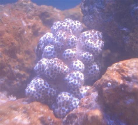 Soft coral ID? - Soft Corals - Nano-Reef Community