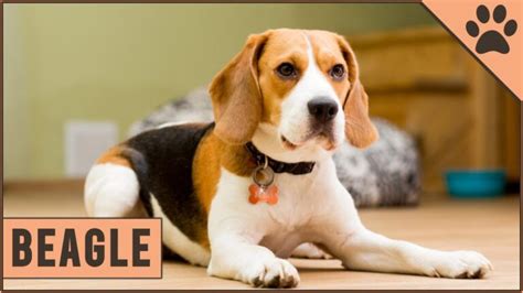 Todo lo que Necesitas Saber sobre la Raza de Perro Beagle Guía