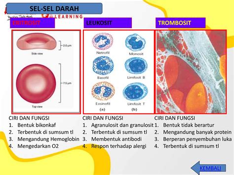 Sistem Peredaran Darah Atau Sirkulasipptx