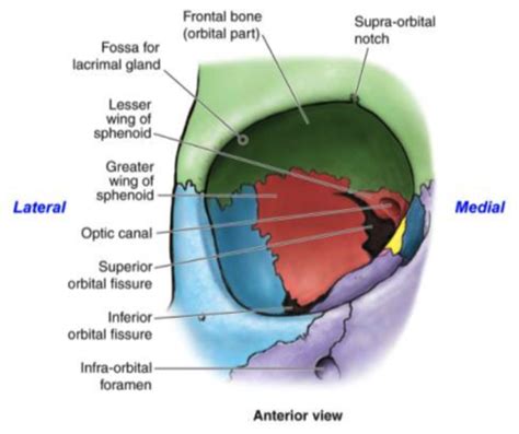 HEENT Anatomy Flashcards Quizlet