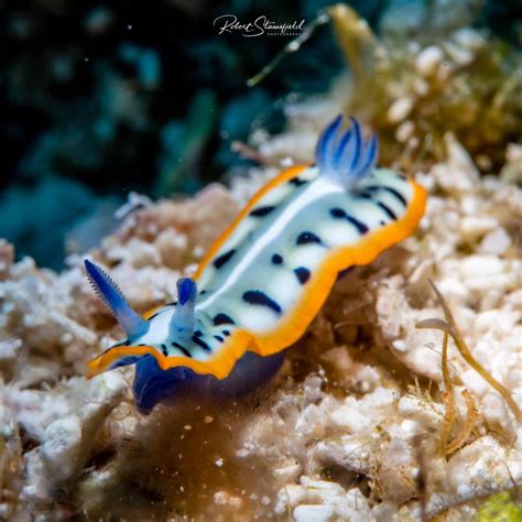 Nudibranchs Their Name Means Naked Gill Referring To The Breathing