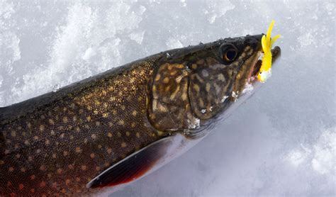 Fish Lake Ice Fishing For Splake And Rainbows 2024