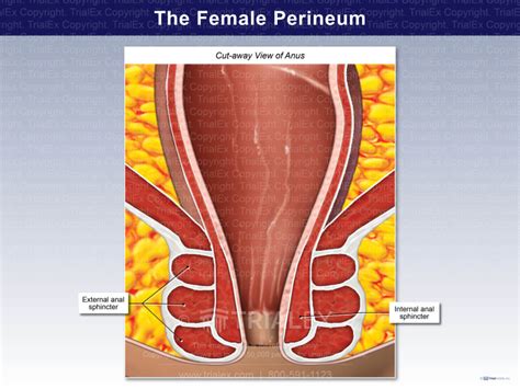 The Female Perineum Cross Section View Of The Anal Sphincter Musc