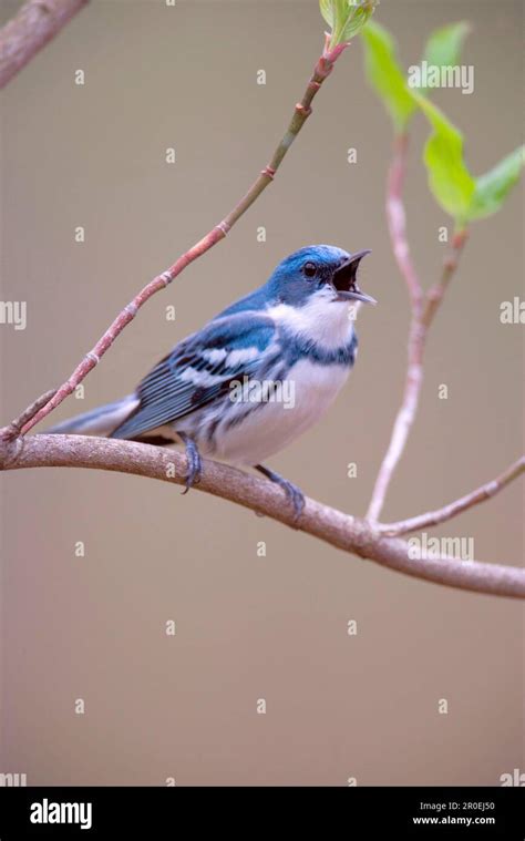 Cerulean Warbler Dendroica Cerulea Adult Male Singing Perched On