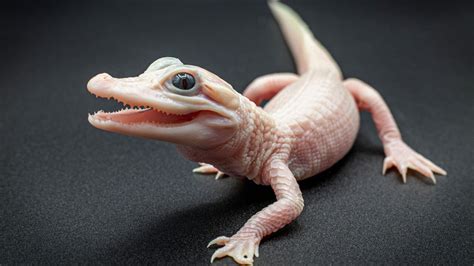 Extremely Rare White Alligator Born At Floridas Gatorland Park