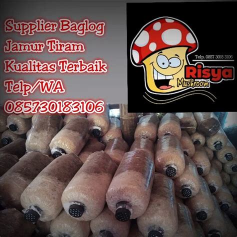 Jual Bibit Jamur Tiram Krian Call 0857 3018 3106 PENJUAL AMANAH