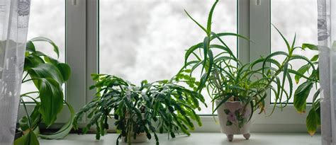 Winter Houseplant Care How To Keep Your Plants Happy And Alive This