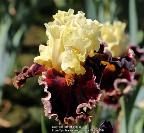 Photo Of The Bloom Of Tall Bearded Iris Iris Sizzlin Hot Posted By ARUBA1334 Garden Org