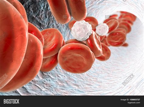 Inside Blood Vessel Image And Photo Free Trial Bigstock