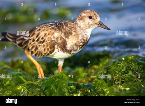 Ruddy Turnstone Arenaria Interpres On The Beach Of Paracas Bay Peru