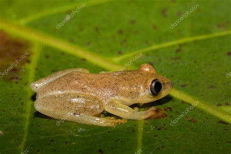 Rana Arb Rea Amarilla De La Familia Boophis End Mica De Madagascar