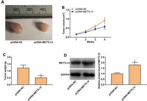 Upregulation Of Mettl14 Suppresses The Growth Of Tumor Xenograft In