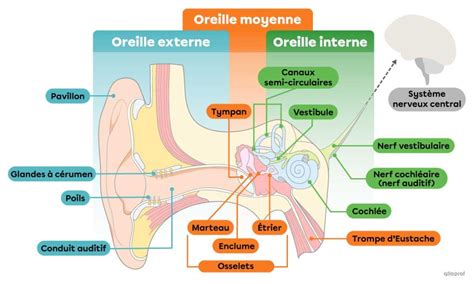 Anatomie De Loreille Et Fonctionnement