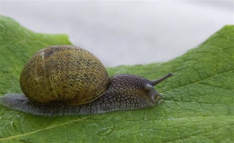 Free Picture Snail Gastropod Slug Invertebrate Shellfish Nature