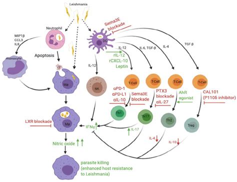 Microorganisms Free Full Text Leishmania Immunity Advancing