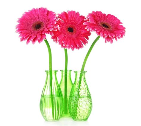 Premium Photo Beautiful Pink Gerbera Flowers In Vases Isolated On White