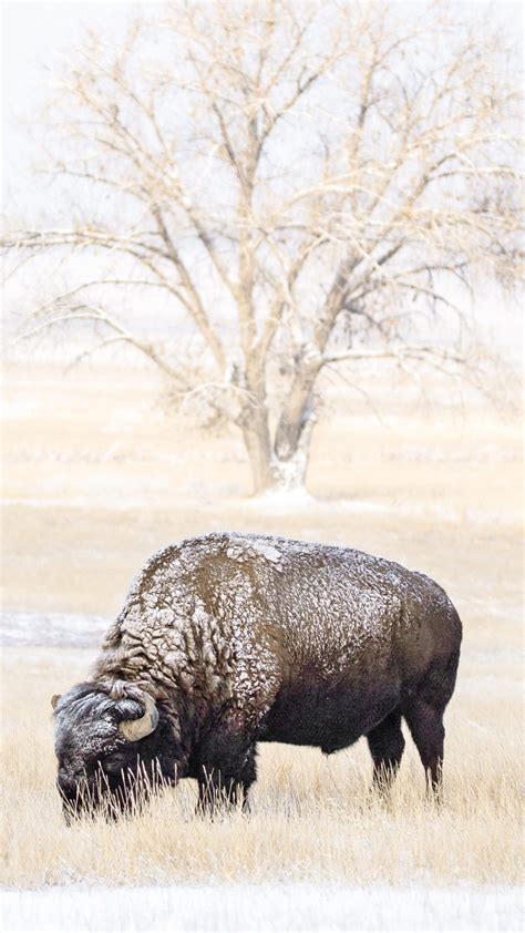 Bison Hunting Outfitters - DON'T book before reading this!