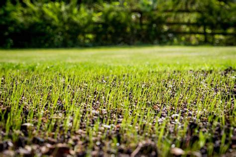 How To Make Grass Seed Grow Faster Storables