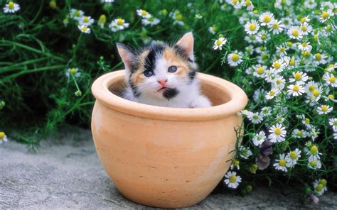 Pretty Kittens In Yard Kittens Wallpaper 13938048 Fanpop