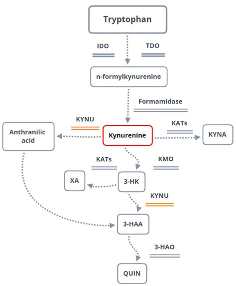 The Tryptophan Pathway With Emphasis On The Kynurenine Pathway Kp