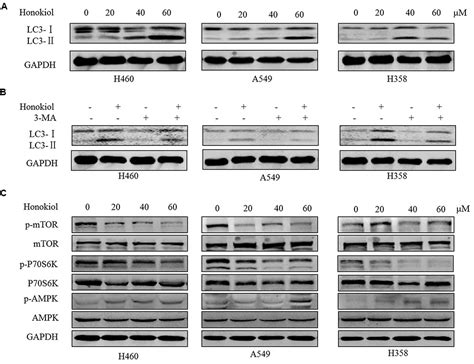 Frontiers Honokiol Induces Apoptosis G1 Arrest And Autophagy In