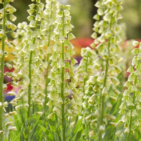 Klocklilja Fritillaria Persica Ivory Bells St