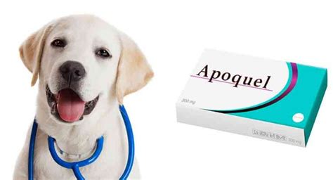 Apoquel For Dogs - Apoquel Uses, Side Effects And Dosage Explained