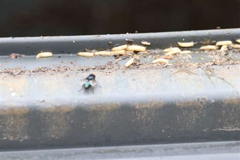 Maden Im Biom Ll Und M Lleimer Loswerden Hausgarten Net