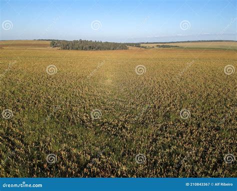 Aerial View Of Mature Sorghum Field Stock Image Image Of Mature Feed