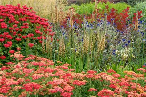 Achillea Fanal Or The Beacon Yarrow