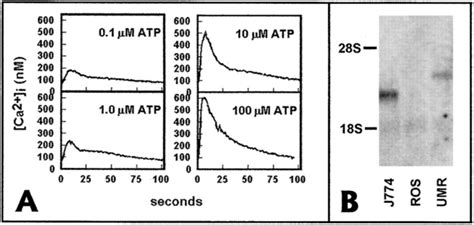 Umr Cells But Not Ros Cells Express P U Receptor Mrna A Calcium