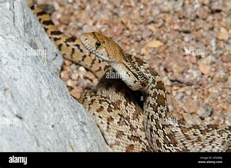 Arizona gopher snake hi-res stock photography and images - Alamy